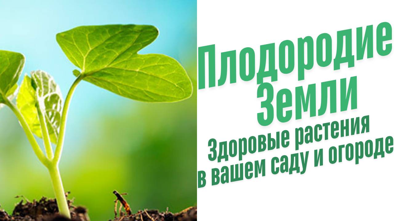 Стимуляторы иммунитета растений.