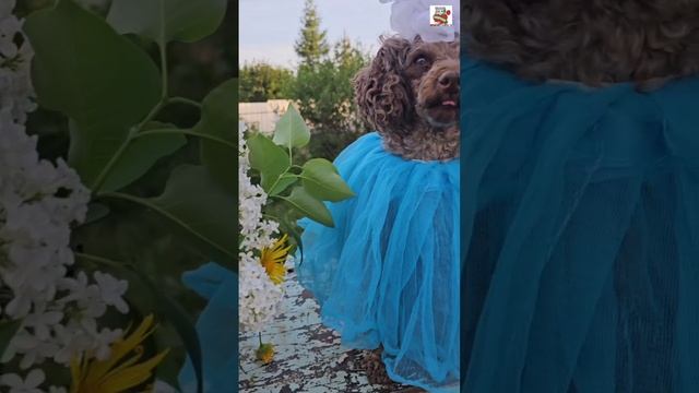 Пусть Рыжуле никогда не будет одиноко 🌞😻💐❤️🐩