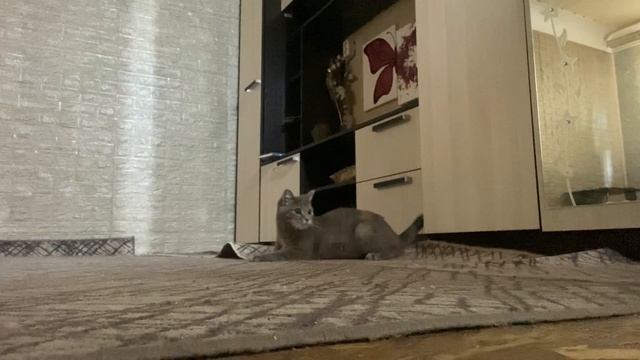 Жизнь Мисти