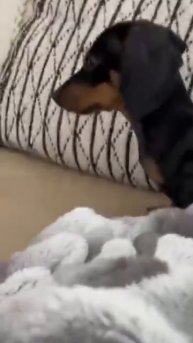 Драматичная собака