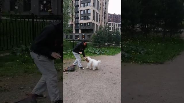 Милые дрессированные собачки с очаровательной хозяйкой