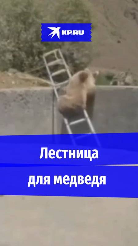Какие смелые! В Дагестане медведю дали лестницу, чтобы выбраться со стройки