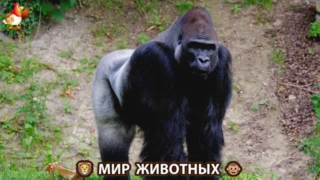 Животный мир планеты – красота и грация созданий Природы 🦁🦚🐵 Выпуск (83) 🐻🦉🦝