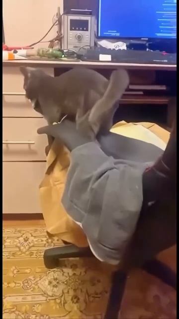 Характер кота по окрасу