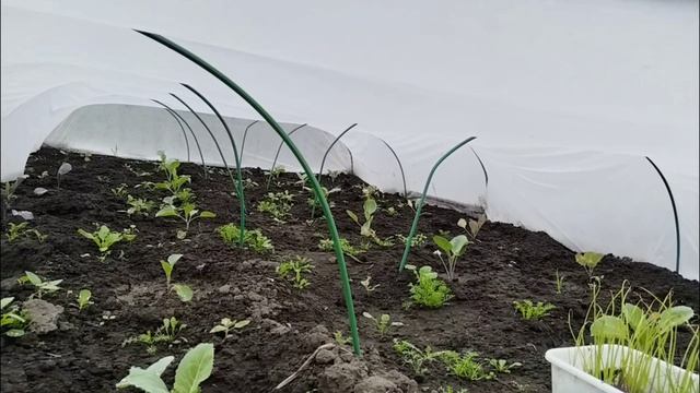 01.06.2025 С проверкой на дачу после трёх дней отсутствия. Как пережили мороз мои растишки?