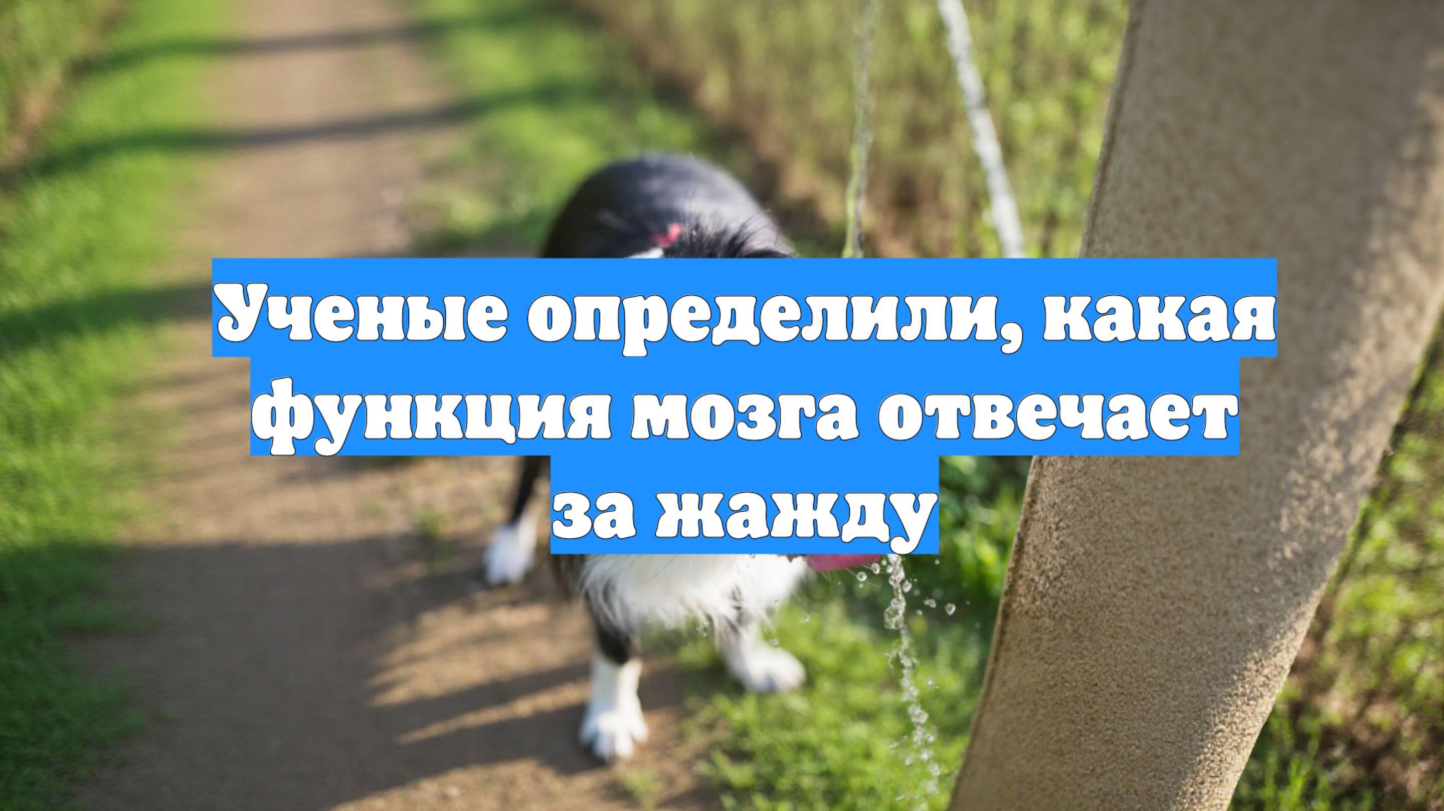 Ученые определили, какая функция мозга отвечает за жажду