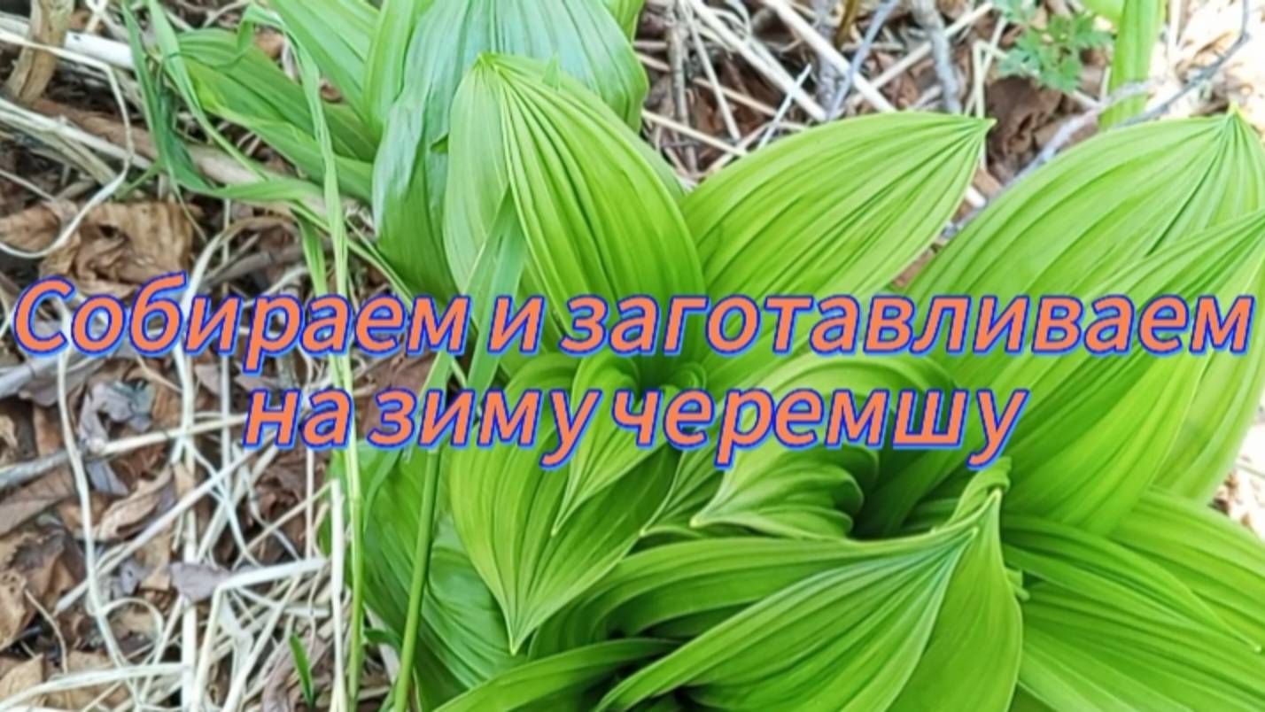 Собираем и заготавливаем черемшу