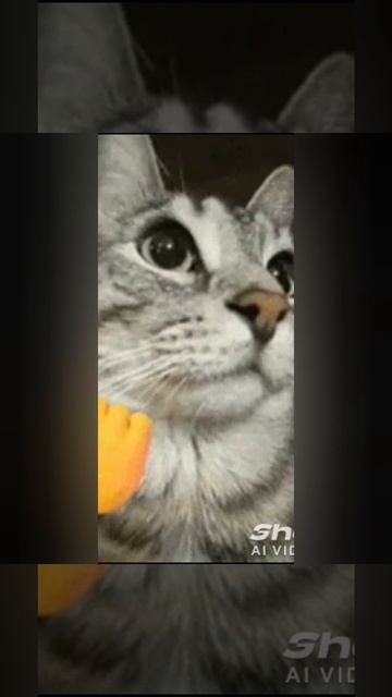 сигма сигма котяра!!!