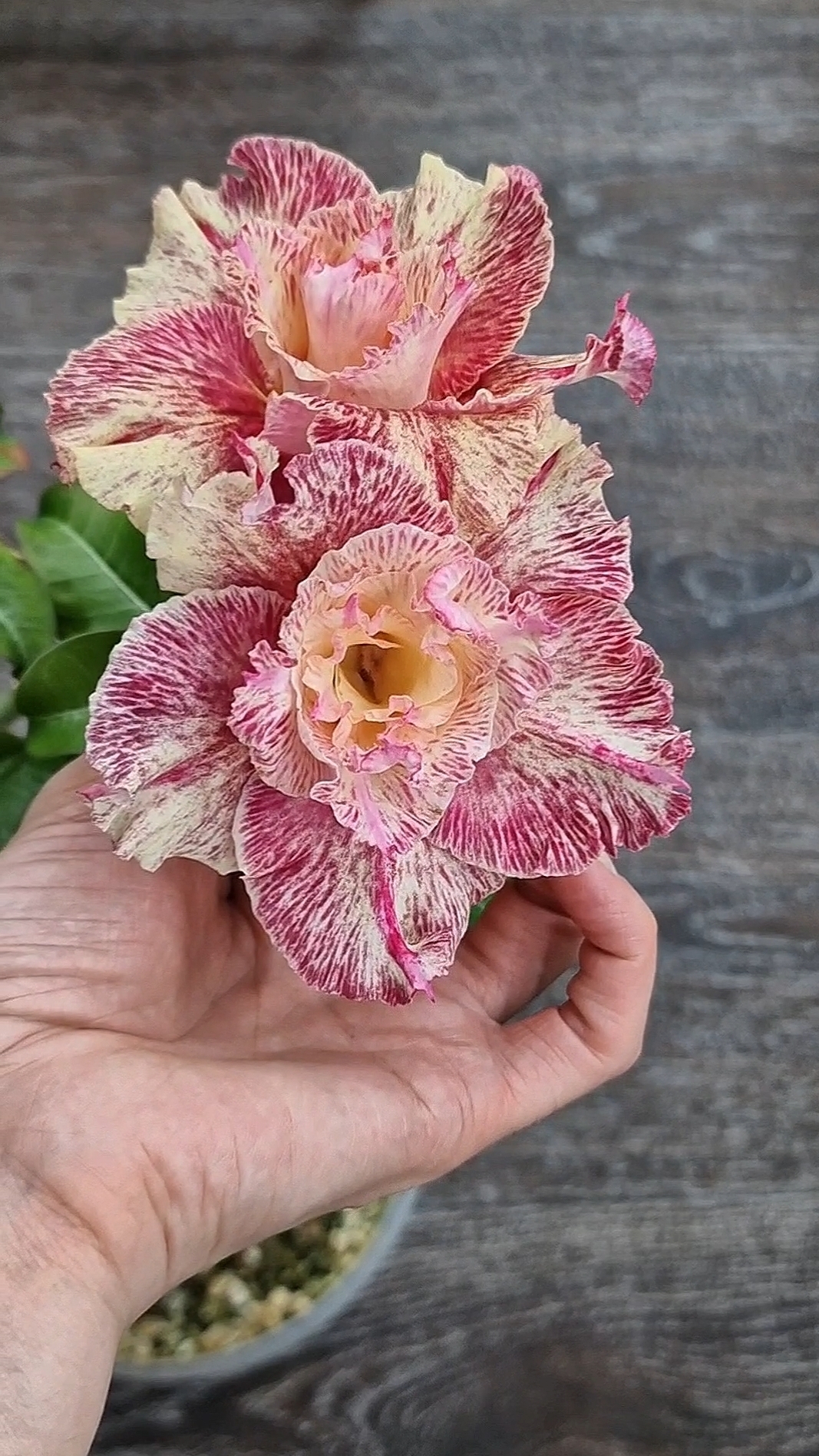 Адениум Beauty. И пусть весь мир подождет🥰