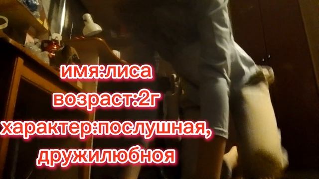 ищу хозяйку или хозяина