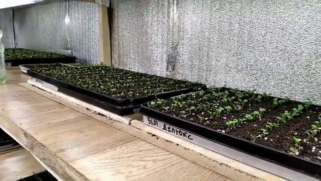 Зачем нам ПРОМЕЖУТОЧНАЯ ПИКИРОВКА Наша СХЕМА ВЫРАЩИВАНИЯ рассады!