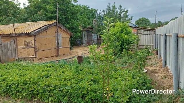 Сажаем огород, выкопали траншею и кормим котят.