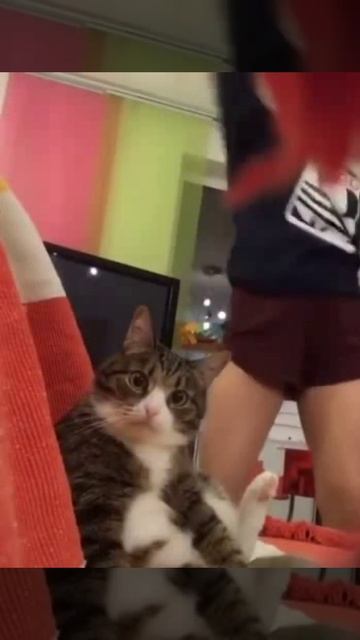 Котик