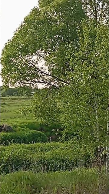 хорошо на природе !
