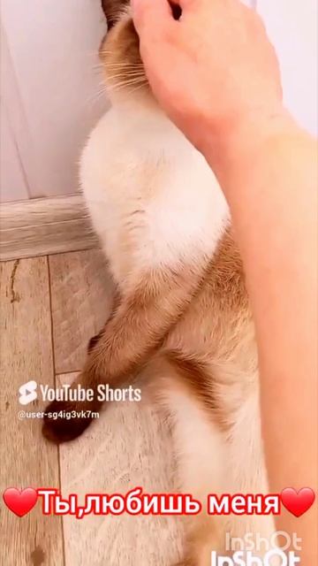 Любишь💖🐱меня ‼️ #смешныекоты #котики #кошка Ладушка #прикольные видео