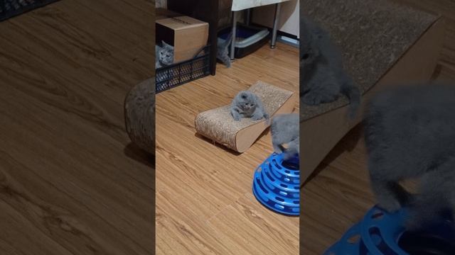 1000049451.mp4