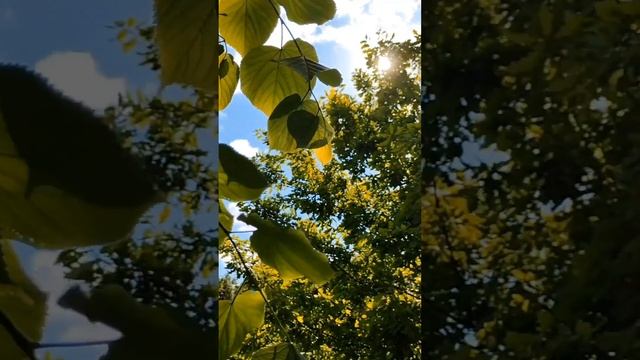 Город Петра цветёт и благоухает.