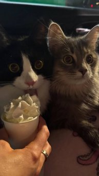 Тгк: Котятки на базе. смотри описание