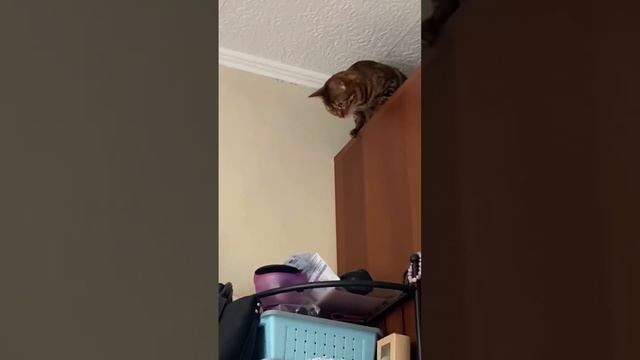 Бенгальская кошка Леопарда