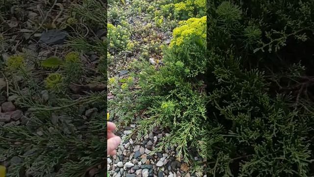 Подкормка хвойных