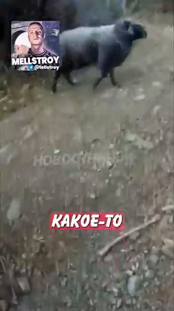 Новостничок (24)