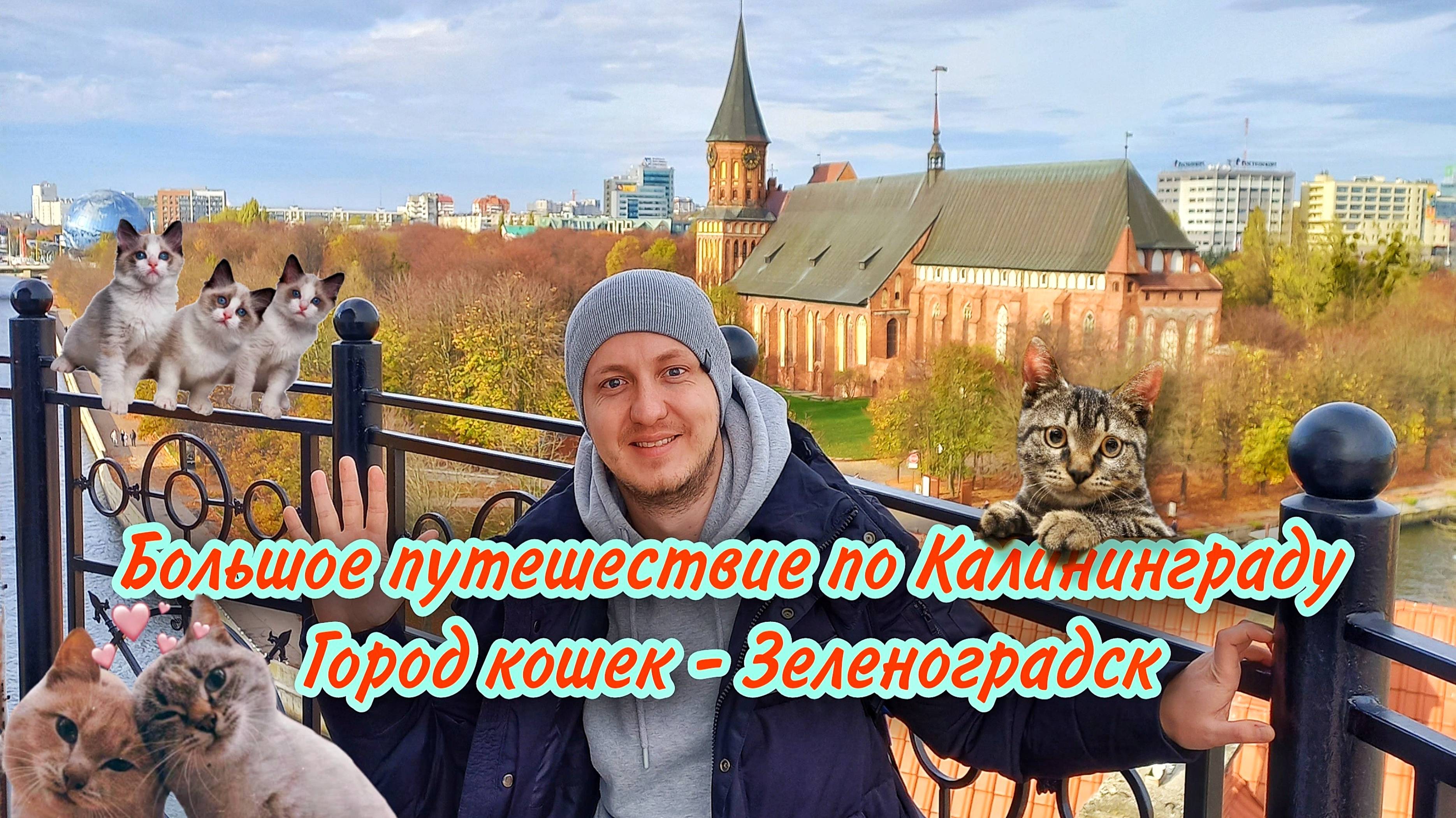 Большое путешествие по Калининграду. Город кошек - Зеленоградск