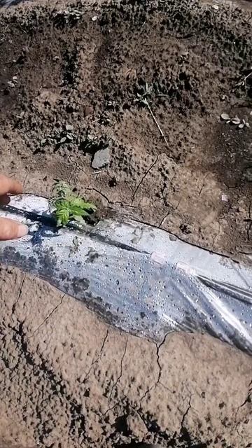 КАК СЕБЯ ВЕДУТ ПОМЕДОРЫ ПОД ПЛЁНКОЙ