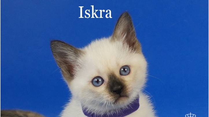 Тайская девочка Iskra Gamlet, сил пойнт, 1,5 месяца