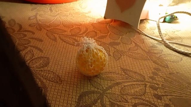 1000023970.mp4