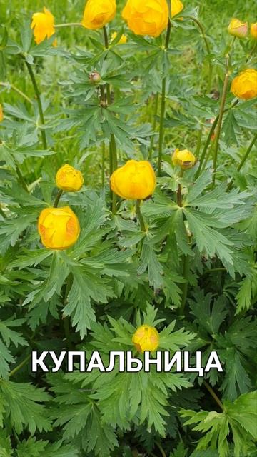 Купальница. Цветок из дикой природы.