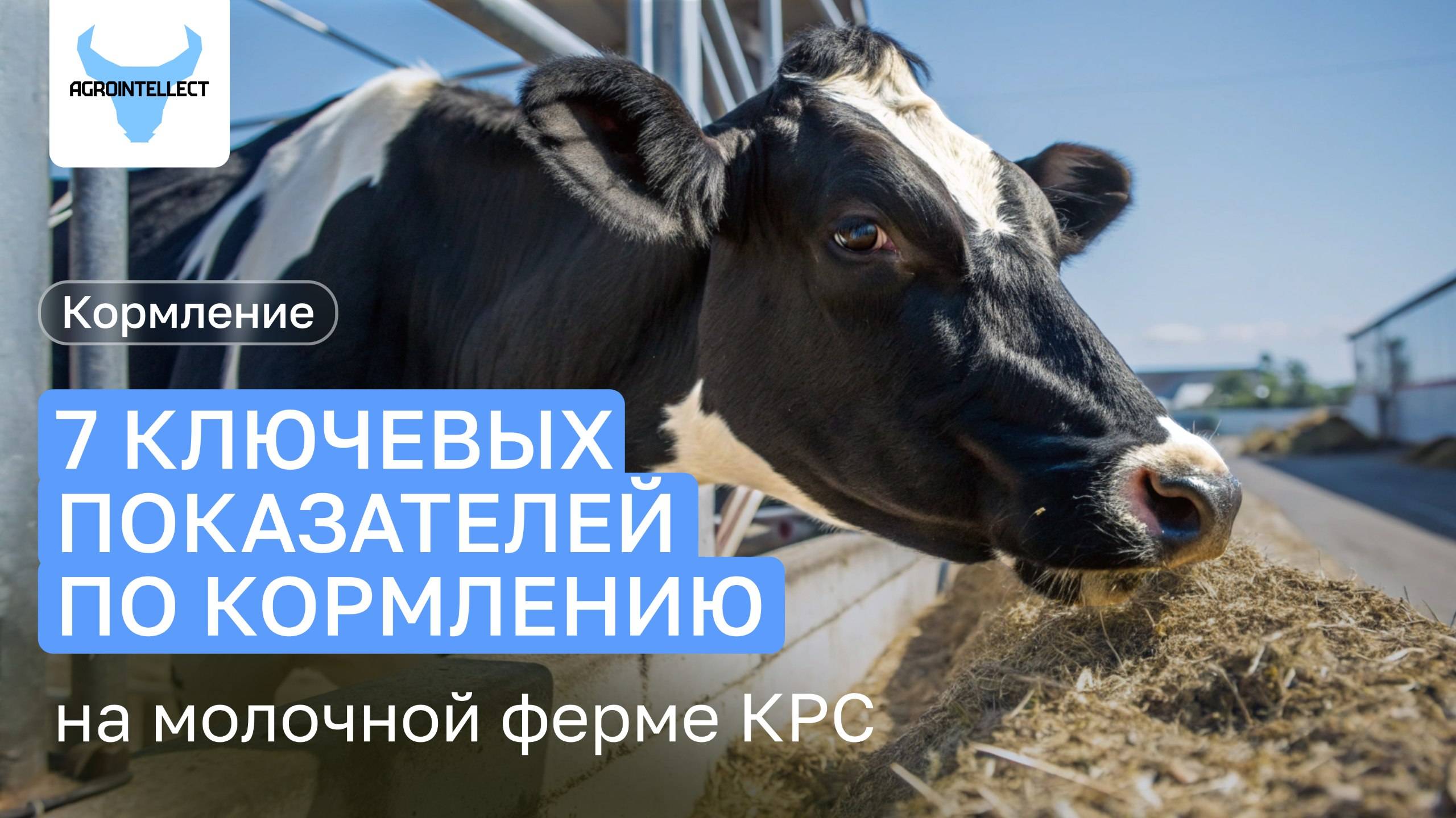 7 ключевых показателей по кормлению на молочной ферме, которые необходимо контролировать регулярно!