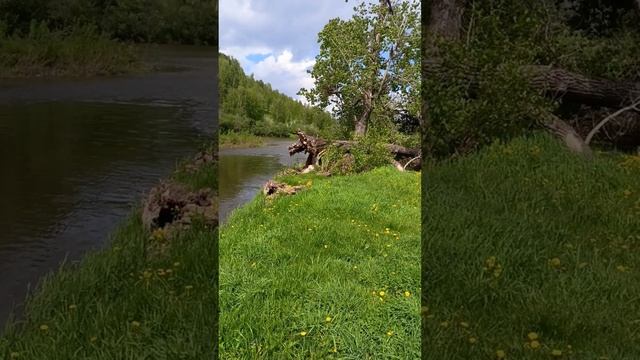 Первый день лета. Природа и речка.