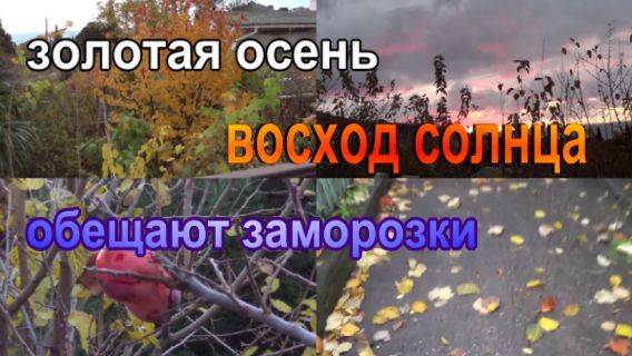 № 903 золотая осень // восход солнца // обещают заморозки