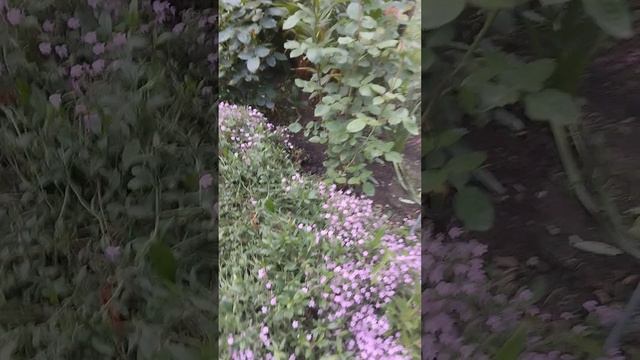 1000458437.mp4