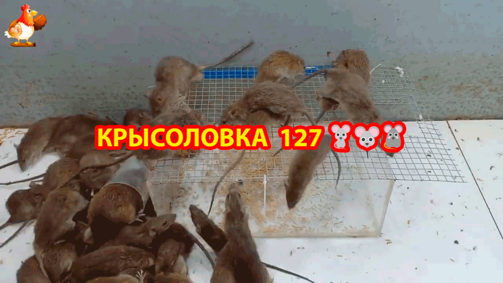 Крысоловка вариант (127) 🐀 Как сделать крысоловку своими руками и поймать кучу крыс 🐀🐁🐀