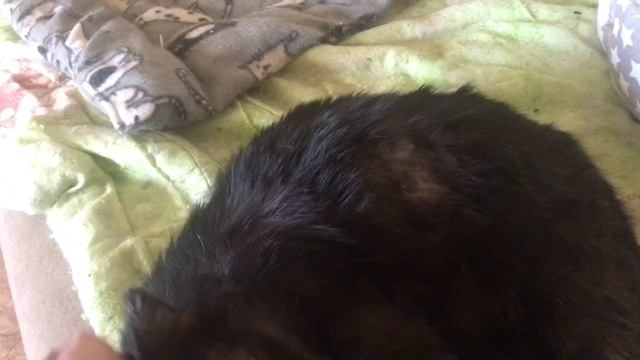 Приехало 2 кота. Вернулся Лео