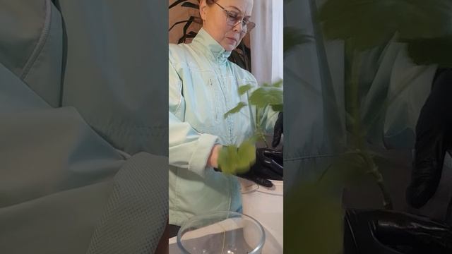 Пересадка герани в горшок| Ирина Родина