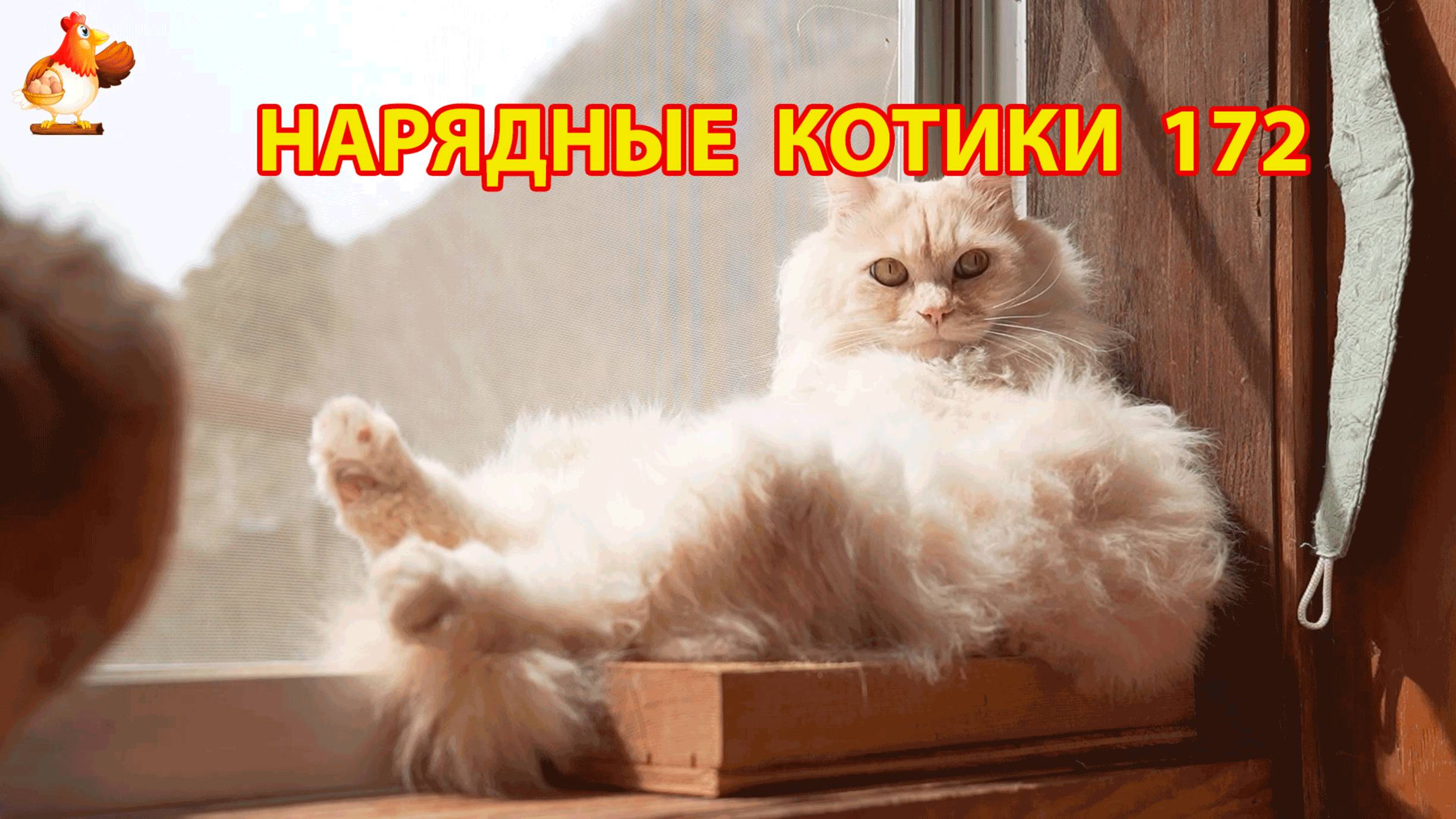 Нарядные Котики расслабляются на солнышке 🌞 🐈🐈🐈 (172)