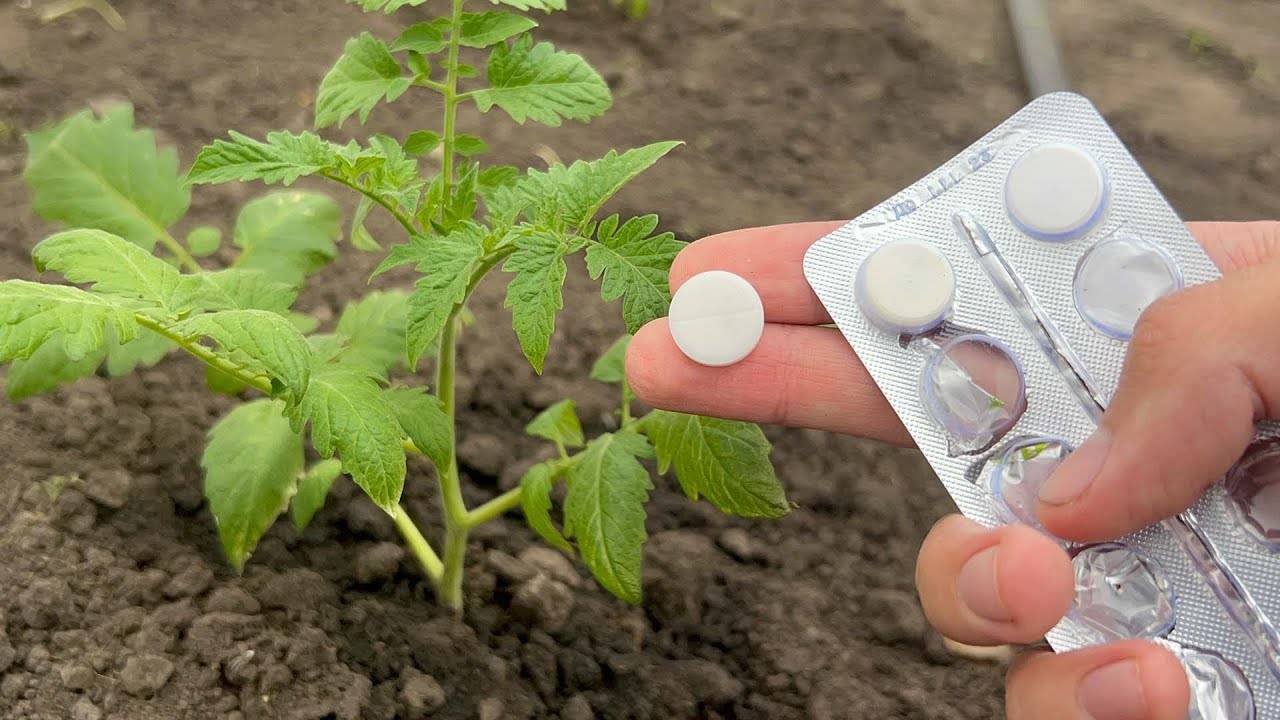 Этот секрет спасет ваши томаты, перец, огурцы и баклажаны от болезней и обеспечит их быстрый рост!