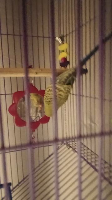 #попугайбрата🦜