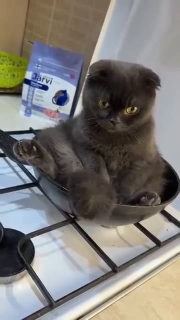 черный босс)