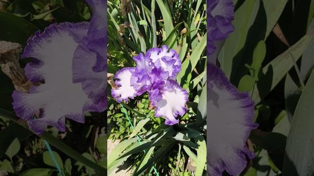 Ирисы. Никитский ботанический сад. 01.06.25 (2)