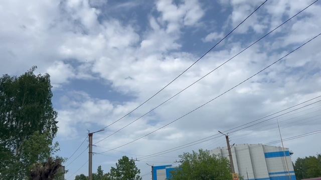 My live. Золотые березовые рощи.