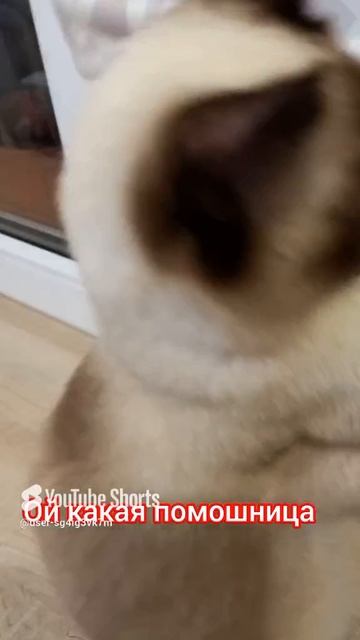 Кошка Ладушка🐱помошница 😂👍 #смешныекоты #котики #приколы #прикольные котики
