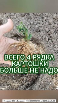 ЧЕТЫРЕ РЯДКА КАРТОШКИ - БОЛЬШЕ НЕ НАДО