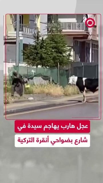 عجل هارب من مزرعة يعتدي على مسنة في ضواحي أنقرة التركية