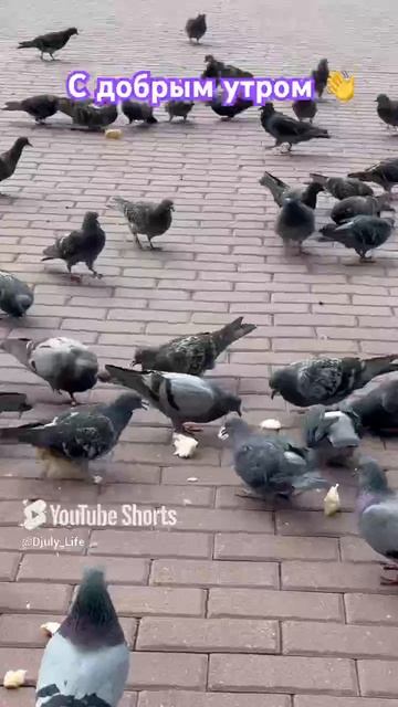 Утреннее кормление птичек 🕊️ 🥖 , всем отличного настроения 👋