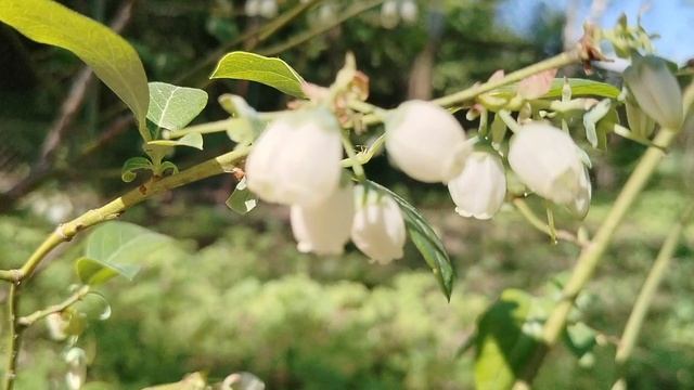 Голубика в суглинке? Что это такое зацвело у нас в саду?