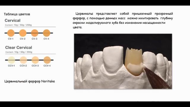 14. Цервикалы