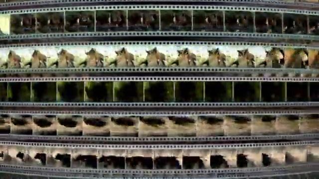 Заставка компании “VOX-Video” (2004-2009)